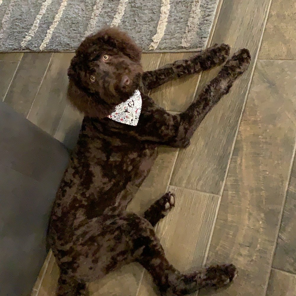 Petco - Labradoodle - Pet Training Near Me - Norman, Oklahoma Petco - Labradoodle - Pet Training Near Me - Norman, Oklahoma