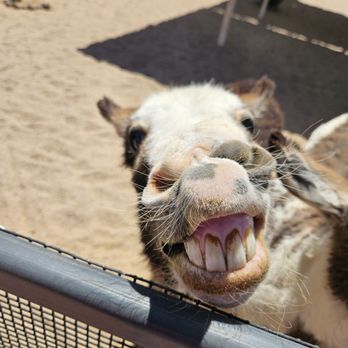 Rooster Cogburn Ostrich Ranch - Petting Zoos Near Me - Picacho, Arizona