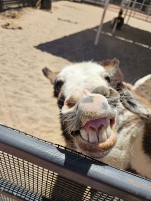 Rooster Cogburn Ostrich Ranch by null