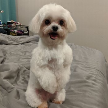 Sam's Mobile Grooming - Best Groomer Ever - Pet Groomers Near Me
