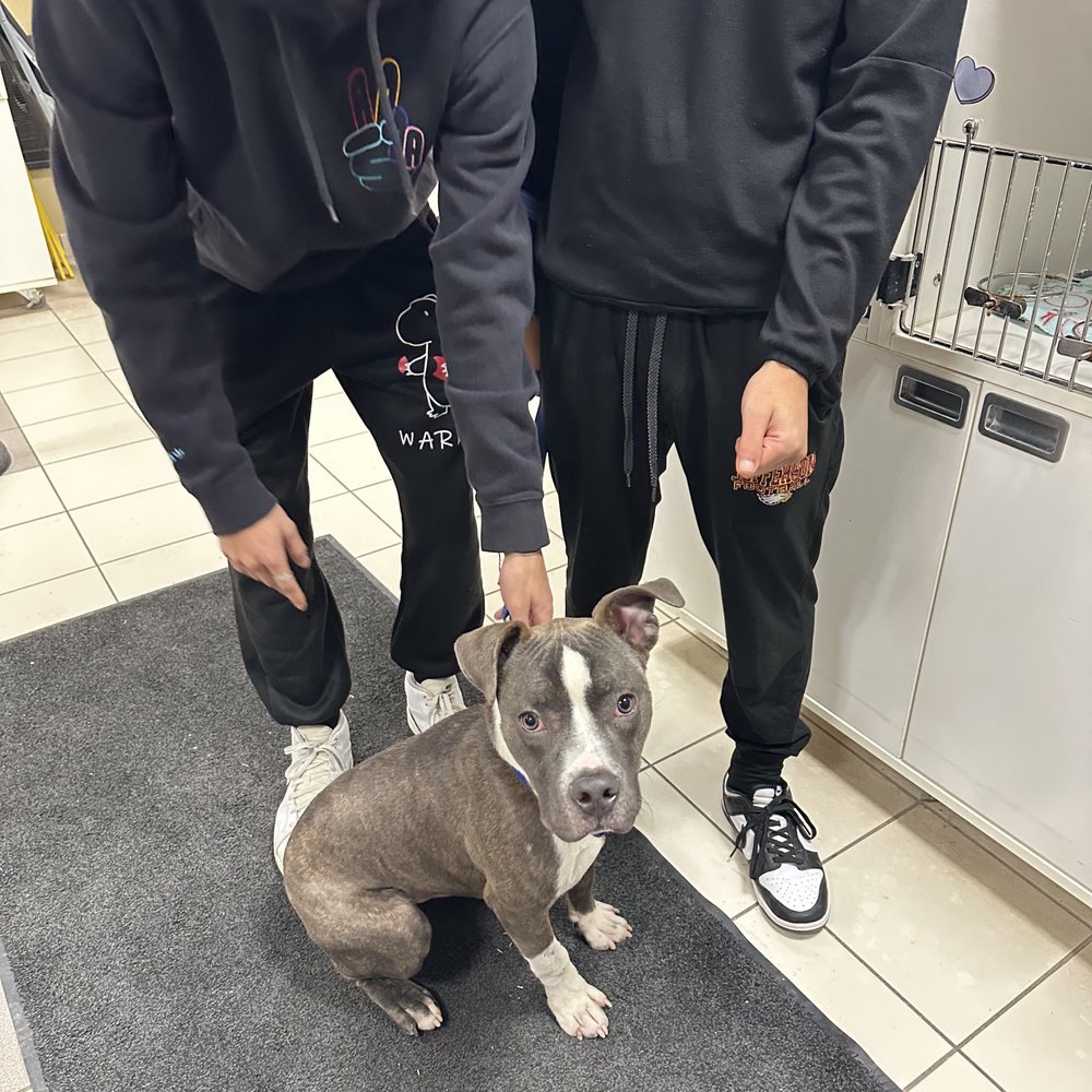 Madacc - our new friend Zeus - Animal Shelters Near Me - Milwaukee, Wisconsin Madacc - our new friend Zeus - Animal Shelters Near Me - Milwaukee, Wisconsin
