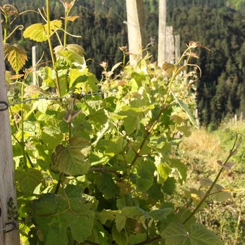 Bodega Berroja - Hondarribi Zuria Vines in May - Wineries Near Me - Vizcaya, BI