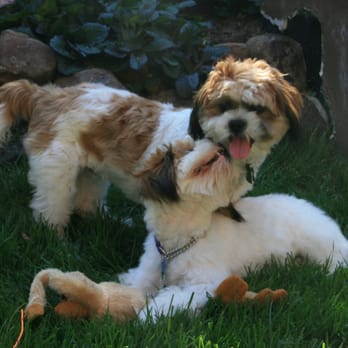 A Quality Grooming - Rosco, you're my best friend - Pet Groomers Near Me - Vallejo, California