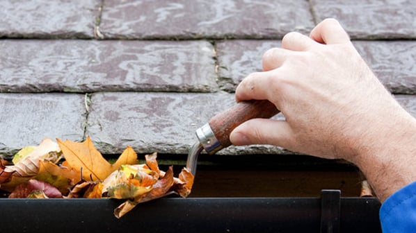 Fish Window Cleaning