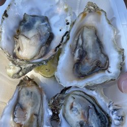 La Marea of the Sea - Oysters! 4 for $10 - Myagi & Kumamoto
