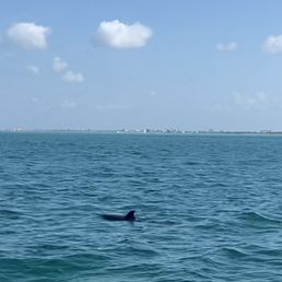 Dolphin