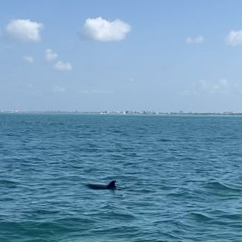 Hubbard's Marina - Dolphin - Boating Near Me - Madeira Beach, Florida