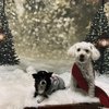 Happy Pets Palace and Playground gift card