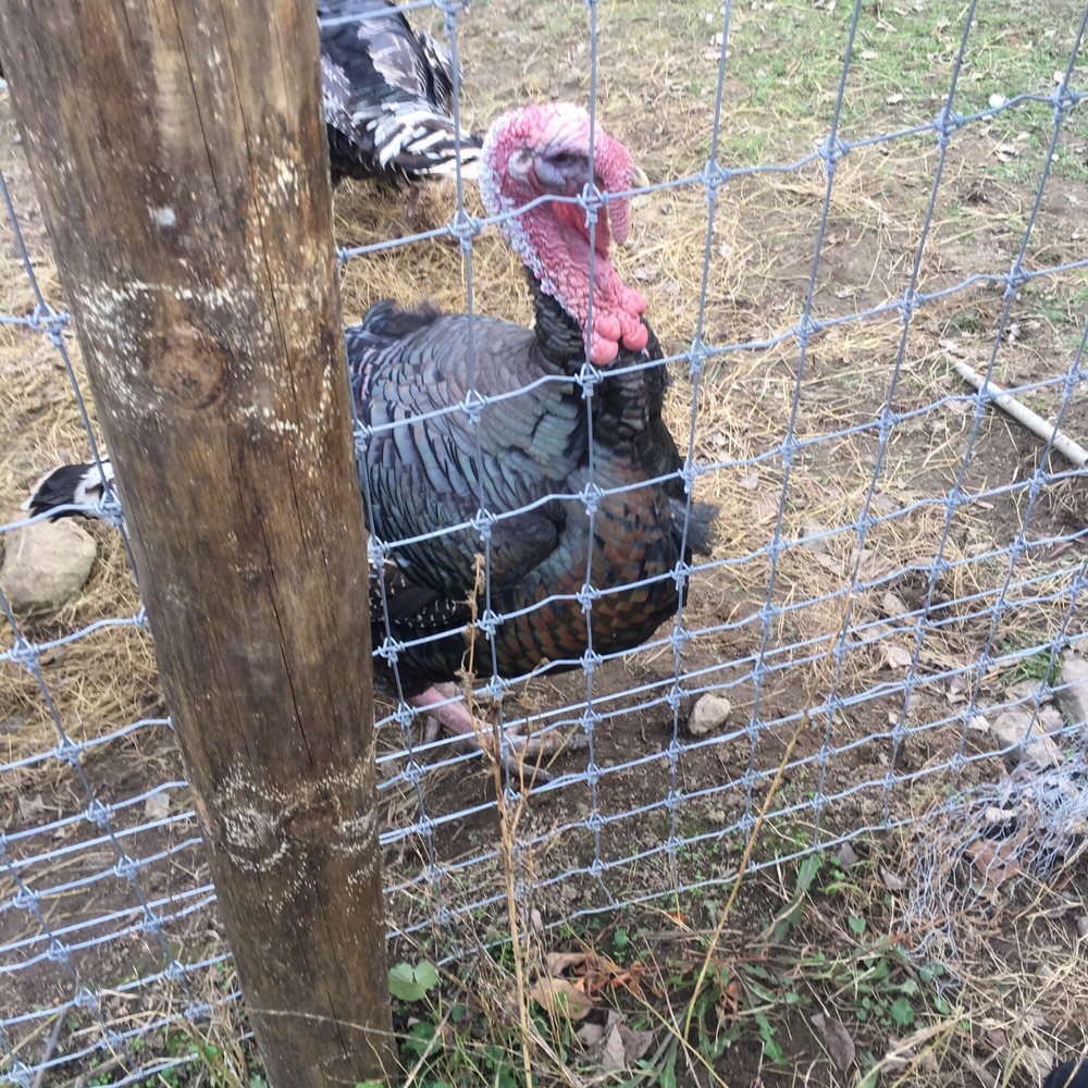 Lucky Penny Alpacas - It's turkey mating season! - Venues & Event Spaces Near Me - Media, Pennsylvania