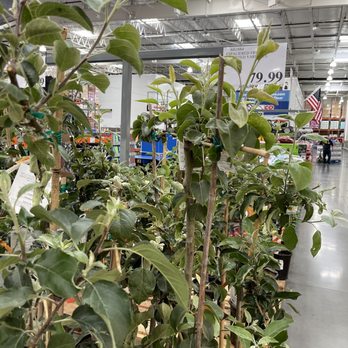 Costco Wholesale - Plants - Wholesale Stores Near Me - Pacoima, California