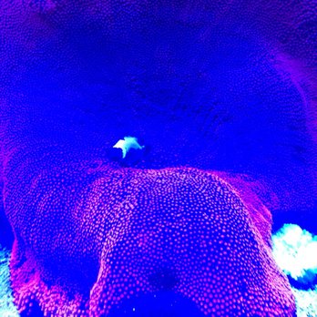 New York Reef Aquatic - Clown fish inside a pink anemone. - Aquarium Services Near Me - Queens, New York