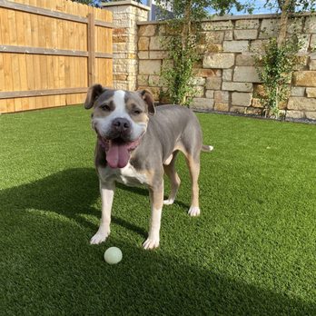 Southern Turf Co. - Herb enjoying the new turf. - Artificial Turf Near Me - Austin, Texas Southern Turf Co. - Herb enjoying the new turf. - Artificial Turf Near Me - Austin, Texas