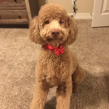 Head 2 Tails - Pet Groomers Near Me - New Braunfels, Texas