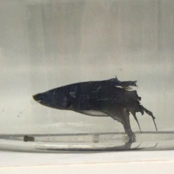 Petco - I asked the store manager Karina to clean his water and she refused to do anything. She tried telling me he was growing BACK his fins! - Pet Stores Near Me - Chicago, Illinois