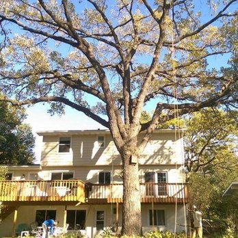 Creed's Tree Care - Large Oak trim, Edina MN, after - Tree Services Near Me Creed's Tree Care - Large Oak trim, Edina MN, after - Tree Services Near Me