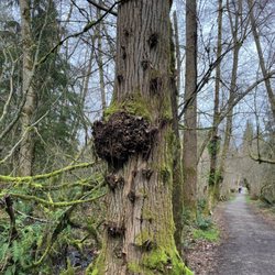 Pacific Spirit Regional Park - North trails - March 15, 2026.
