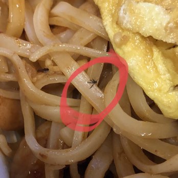 Asian Gourmet - Fruit Fly in my food :( - Chinese Near Me - Lansing, Michigan Asian Gourmet - Fruit Fly in my food :( - Chinese Near Me - Lansing, Michigan