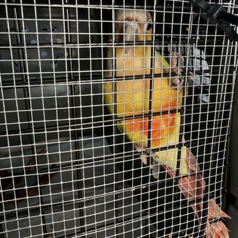 Island Pet Movers - Maui in transit - this bird travelled! - Pet Transportation Near Me - Honolulu, Hawaii Island Pet Movers - Maui in transit - this bird travelled! - Pet Transportation Near Me - Honolulu, Hawaii