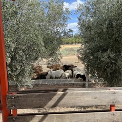 Cuna de Tierra - Olive trees are on property too.
