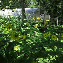 The Native Plant Nursery LLC