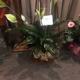 Peace Lily Peace Lily