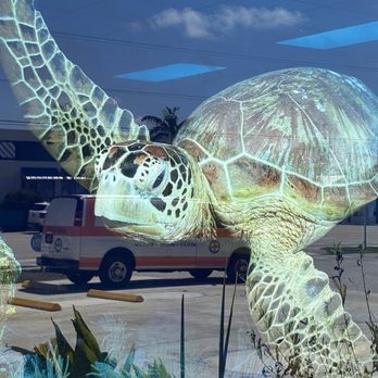 The Turtle Hospital - Actual hospital - Veterinarians Near Me - Marathon, Florida The Turtle Hospital - Actual hospital - Veterinarians Near Me - Marathon, Florida