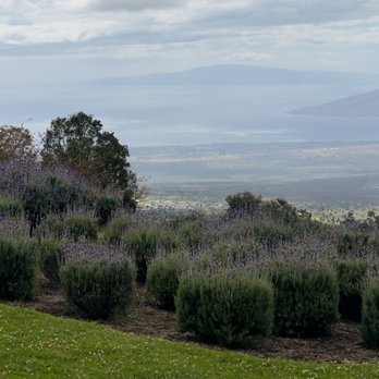 Ali'i Kula Lavender - The view. - Tours Near Me - Kula, Hawaii Ali'i Kula Lavender - The view. - Tours Near Me - Kula, Hawaii