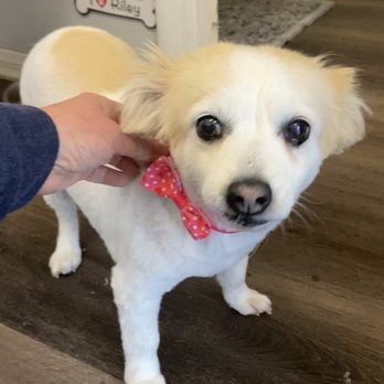 DogDash Mobile Grooming - Dog - Pet Groomers Near Me DogDash Mobile Grooming - Dog - Pet Groomers Near Me
