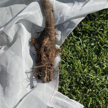 Ty Ty Nursery - Root stock, can you see the water gel? Neither can I. - Nurseries & Gardening Near Me - Ty Ty, Georgia
