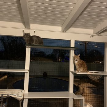 Catio Guy - Cat's enjoying being outside in the rain. - Pet Services Near Me Catio Guy - Cat's enjoying being outside in the rain. - Pet Services Near Me