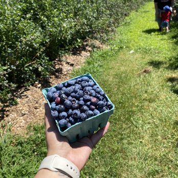 Lyman Orchards - More blueberries!! - Fruits & Veggies Near Me - Middlefield, Connecticut Lyman Orchards - More blueberries!! - Fruits & Veggies Near Me - Middlefield, Connecticut