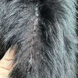 Plaza Cleaners - This is how they stitched a fur coat where the seam came apart.