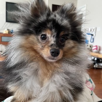 Dogue Spa - Before pic of my sweet ( but ratty ) Malibu moo - Pet Groomers Near Me - West Hollywood, California Dogue Spa - Before pic of my sweet ( but ratty ) Malibu moo - Pet Groomers Near Me - West Hollywood, California