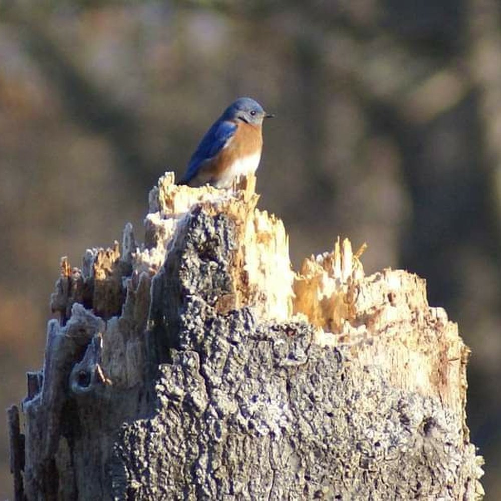 Huntley Meadows Park - Bluebirds are abundant - Parks Near Me - Alexandria, Virginia Huntley Meadows Park - Bluebirds are abundant - Parks Near Me - Alexandria, Virginia