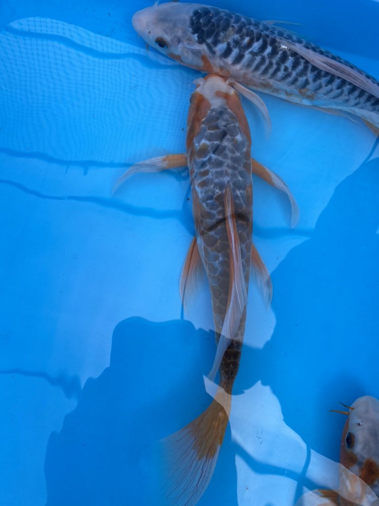 HILLTOP KOI 91 Oldham Rd, Wayne, New Jersey Local Fish Stores