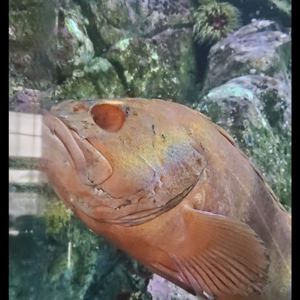 Seattle Aquarium - Aquariums Near Me - Seattle, Washington Seattle Aquarium - Aquariums Near Me - Seattle, Washington