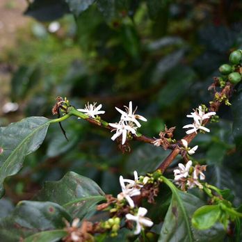 33 1/3 Coffee Roasters - Coffee flowers in Colombia - Coffee Roasteries Near Me - Regina, Saskatchewan