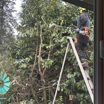 MTS Tree & Landscape - This was a huge bush that we could not safely prune, they made it manageable again. - Landscaping Near Me - Issaquah, Washington MTS Tree & Landscape - This was a huge bush that we could not safely prune, they made it manageable again. - Landscaping Near Me - Issaquah, Washington