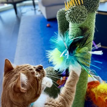 A Pet's Paradise - Loves feather wand! - Pet Stores Near Me - Denver, Colorado