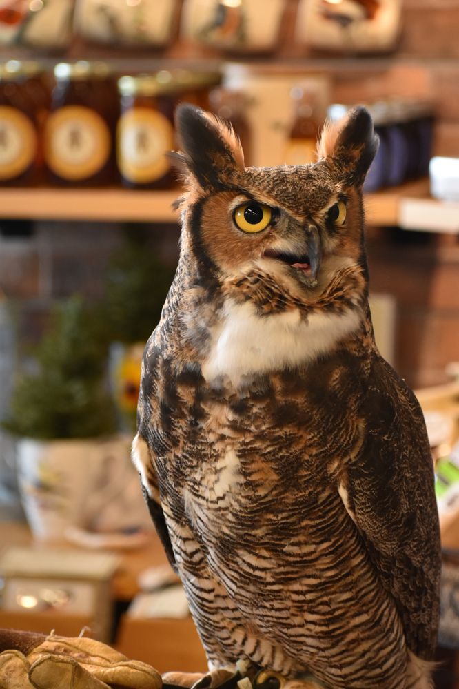 WILD BIRDS UNLIMITED Updated September 2024 24 Photos 2438 Broad Ave, Timonium, Maryland