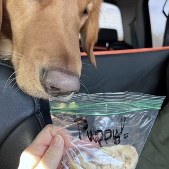 Gidgets Sandwich Shack - Piper loved the side of chicken!! Tasty treat for the road - Breakfast & Brunch Near Me - Wichita Falls, Texas Gidgets Sandwich Shack - Piper loved the side of chicken!! Tasty treat for the road - Breakfast & Brunch Near Me - Wichita Falls, Texas