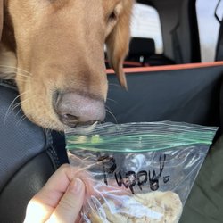 Gidgets Sandwich Shack - Piper loved the side of chicken!! Tasty treat for the road