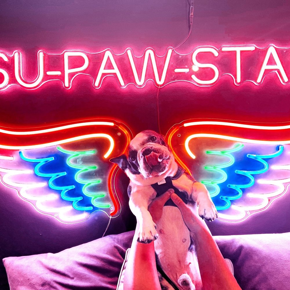 Mishka - Officially a Mishka Su-Paw-Star! - Pet Stores Near Me - San Francisco, California Mishka - Officially a Mishka Su-Paw-Star! - Pet Stores Near Me - San Francisco, California