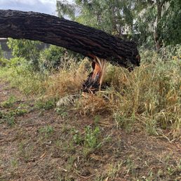 Fallen tree Fallen tree