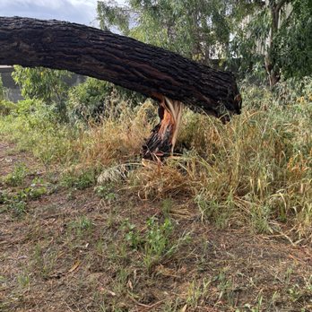 Navarro Tree Service - Fallen tree - Tree Services Near Me Navarro Tree Service - Fallen tree - Tree Services Near Me