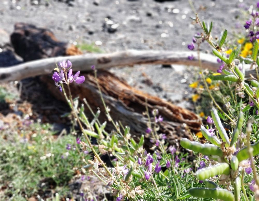 King Range National Conservation Area Logo