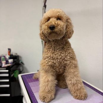 Groom Masters 805 - 'Before' of Charlie... - Pet Groomers Near Me - Ventura, California Groom Masters 805 - 'Before' of Charlie... - Pet Groomers Near Me - Ventura, California
