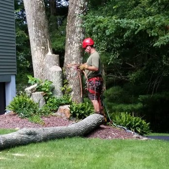 Tree Fellers - Tree Services Near Me