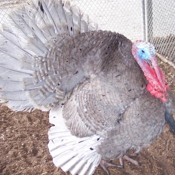 Cackle Hatchery® - Bird Shops Near Me - Lebanon, Missouri
