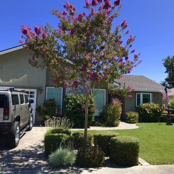 Payne Tree Care - Our pruned tree in full bloom. - Tree Services Near Me Payne Tree Care - Our pruned tree in full bloom. - Tree Services Near Me